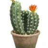 12.5″ Flowering Column Cactus in Paper Mache Pot Green Orange