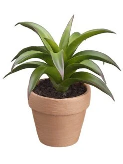 6″H Succulent In Pot Two Tone Green