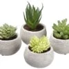 3.5″H Assorted Succulent In Cement Pot (4 Ea/set) Two Tone Green