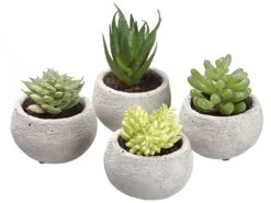 3.5″H Assorted Succulent In Cement Pot (4 Ea/set) Two Tone Green