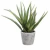 15.5″ Aloe In Cement Pot Green