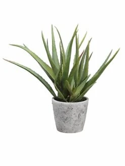 15.5″ Aloe In Cement Pot Green