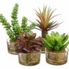 4.5″-8″ Succulent Garden In Glass Vase (4 Styles/Assorted) Assortment