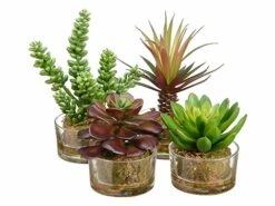 4.5″-8″ Succulent Garden In Glass Vase (4 Styles/Assorted) Assortment