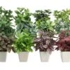 7.5″ Greenery Arrangement In Ceramic Pot Assortment (12 styles) Assorted