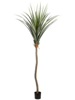 117″ Agave Tree In Plastic Nursery Pot Green
