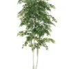 7′ Sherman Birch Tree With 2748 Leaves In Pot Green