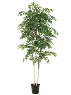 7′ Sherman Birch Tree With 2748 Leaves In Pot Green