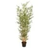 72″ Mini Bamboo Tree X7 In Plastic Nursery Pot Green Natural
