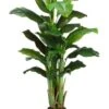 5′ Banana Tree X3 In Pot Green