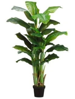 5′ Banana Tree X3 In Pot Green