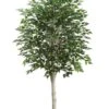 5′ Birch Tree With 1638 Leaves In Pot Green