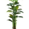 7.5′ Banana Tree X3 In Pot Green