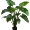 4′ EVA Curcuma Plant With 12 Leaves In Plastic Pot Green