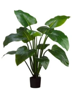 4′ EVA Curcuma Plant With 12 Leaves In Plastic Pot Green