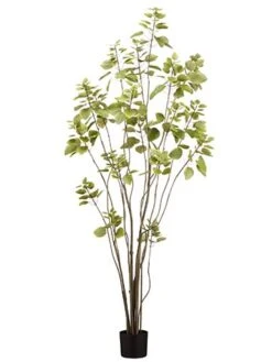 6′ Cotinus Tree In Pot With 357 Leaves Green