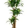 5′ Tropical Dracaena Tree X3 with 7 Heads In Pot Two Tone Green