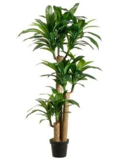 5′ Tropical Dracaena Tree X3 with 7 Heads In Pot Two Tone Green