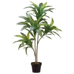 39″ Exotic Dracaena Tree X2 in Pot Green