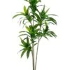 5.5′ Exotic Dracaena Tree X3 Trunks With 6 Heads In Pot Green