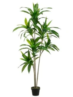 5.5′ Exotic Dracaena Tree X3 Trunks With 6 Heads In Pot Green