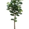 5′ Fiddle Tree W/74 Lvs. In Plastic Pot Green