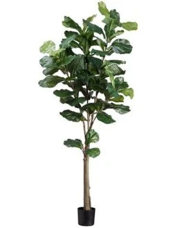 5′ Fiddle Tree W/74 Lvs. In Plastic Pot Green