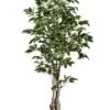 5′ Ficus Tree W/859 Lvs. In Plastic Pot Green