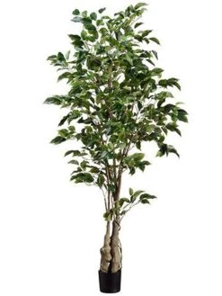 5′ Ficus Tree W/859 Lvs. In Plastic Pot Green