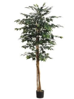 6′ Ficus Tree With 1008 Leaves In Pot Green