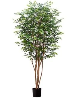 6’Huckleberry Tree In Pot with 5249 Leaves Green