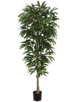 6.5′ Mango Tree In Plastic Pot Two Tone Green
