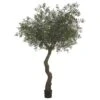 7′ Olive Tree With 10064 Leaves And 180 Olives In Plastic Pot Knock-down Packing