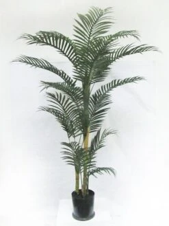 6′ Areca Palm Tree In Pot Green