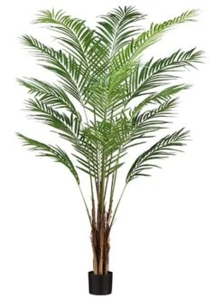 6′ Areca Palm Tree X15 With 567 Leaves In Pot (knock-Down Packing ?) Green