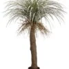 54″ Desert Palm Tree In Plastic Nursery Pot Green Gray