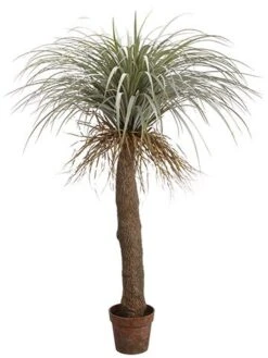 54″ Desert Palm Tree In Plastic Nursery Pot Green Gray