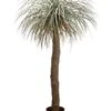 72″ Desert Palm Tree In Plastic Nursery Pot Green Gray