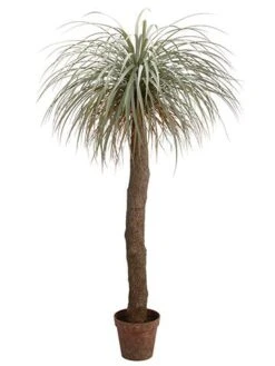 72″ Desert Palm Tree In Plastic Nursery Pot Green Gray