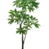 6′ EVA Pachira Aquatica Tree Green