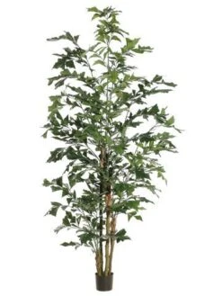 8′ Flying Fishtail Palm Tree in Pot Green
