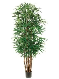 7.5′ Lady Palm Tree X7 With 1003 Leaves In Pot Two Tone Green