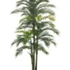 98″ Hearts Palm X3 With 44 Leaves In Black Plastic Pot Green