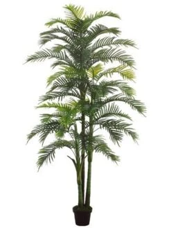 98″ Hearts Palm X3 With 44 Leaves In Black Plastic Pot Green