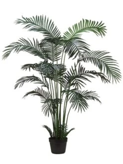 6′ Areca Palm Tree X18 In Plastic Pot Green