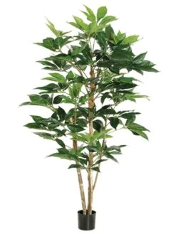 5′ Schefflera Tree W/317 Leaves In Pot Green