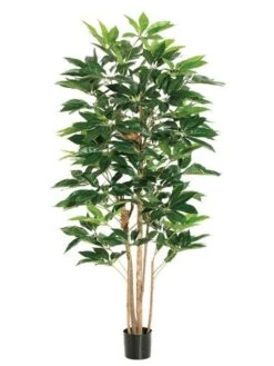 6′ Schefflera Tree With 420 Leaves In Pot Green