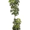 56″ EVA Schefflera Wall Plant in Pot Green