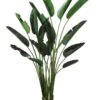 93″ Bird Of Paradise Plant w/18 Lvs. In Plastic Pot Green