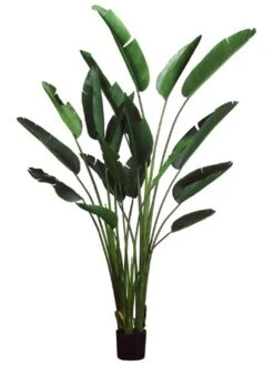 93″ Bird Of Paradise Plant w/18 Lvs. In Plastic Pot Green